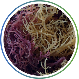 Eucheuma Spinosum