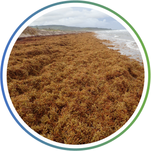 Sargassum